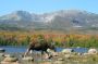 Moose cow and Mt. Katahdin, Sandy Stream Pond, Baxter State Park, Maine